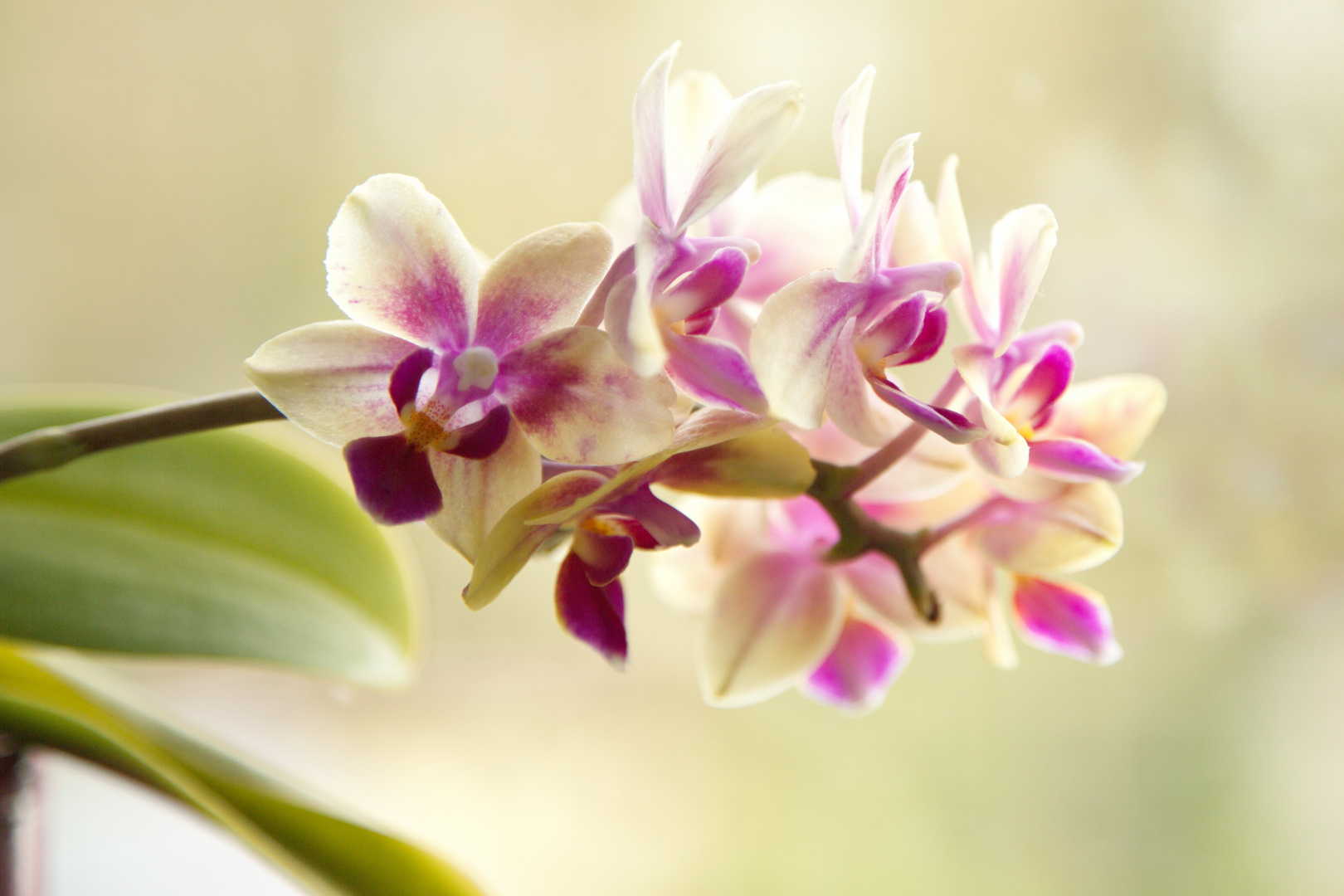 Orchidee am Fenster