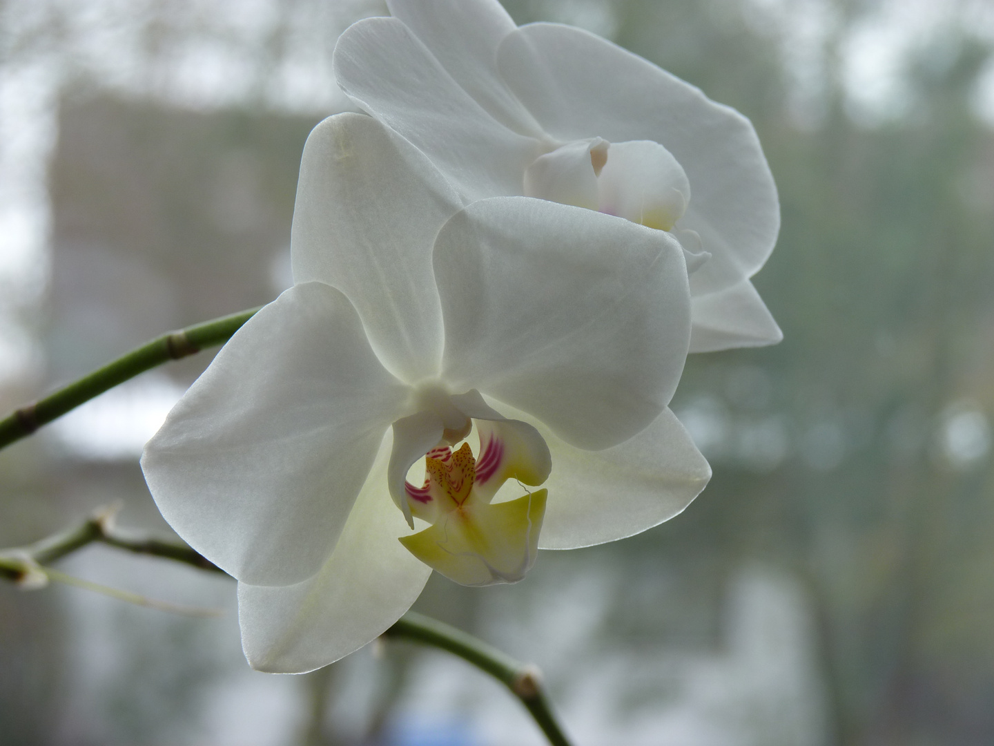 Orchidee am Fenster