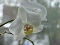 Orchidee am Fenster von Lucy F. 