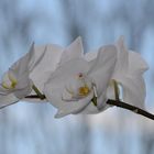 Orchidee am Fenster