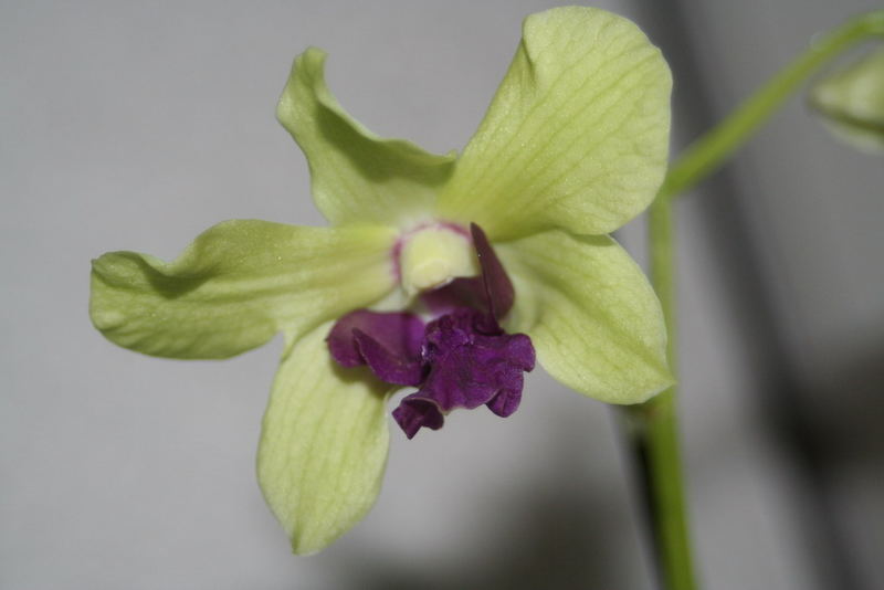 Orchidee am Fenster