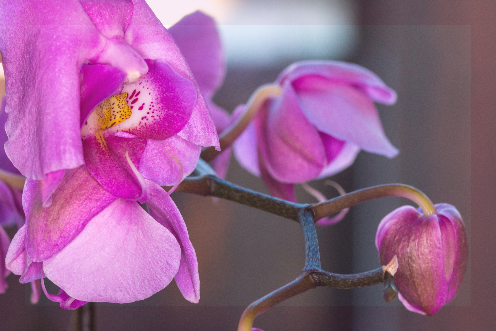 Orchidee am Fenster