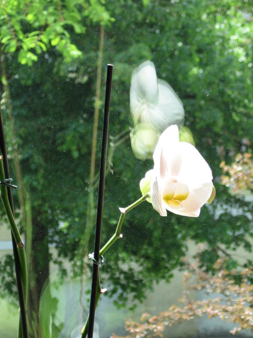 Orchidee am Fenster