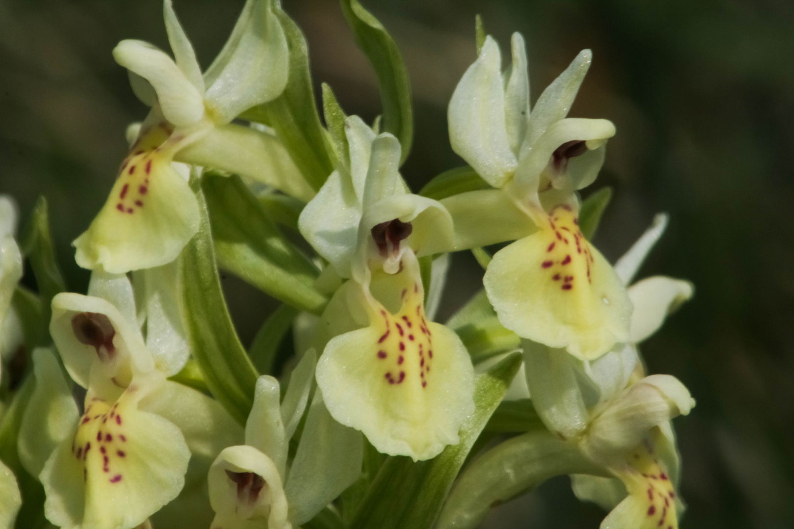 Orchidee am Rotenfels Bad Münster am Stein