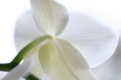 Orchidee am Schnee