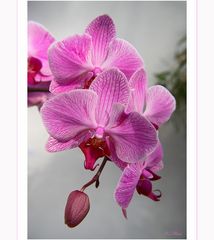 Orchidee am Sonntag