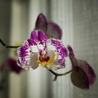 Orchidee am Sonntag