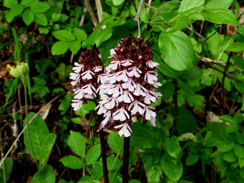 Orchidee am Stedtfelder Berg