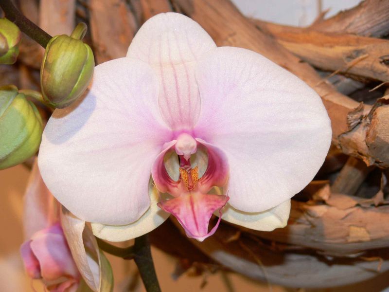 Orchidee an einer Ladeneröffnung