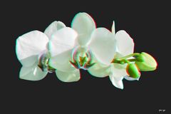 Orchidee  - Anaglyphe