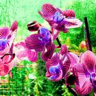 Orchidee anders