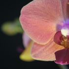 Orchidée Aphrodite