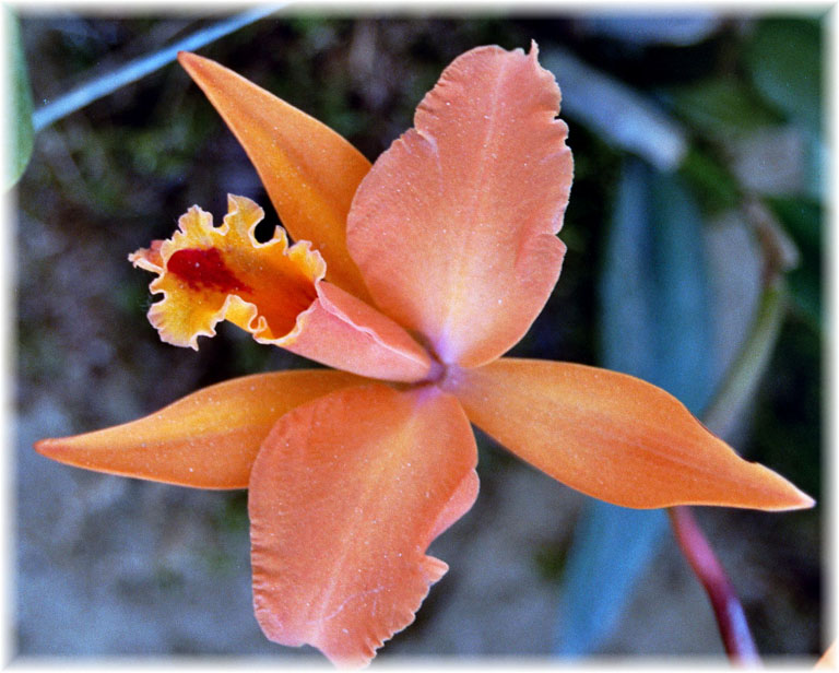 Orchidee apricot