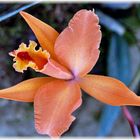 Orchidee apricot