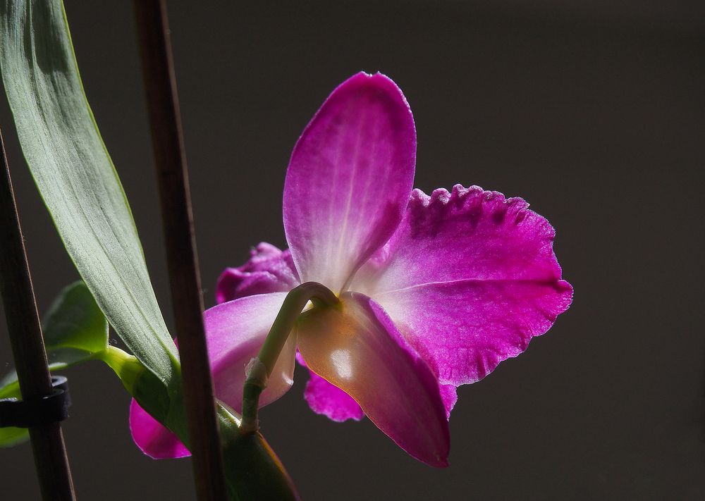 Orchidée au verso