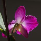 Orchidée au verso