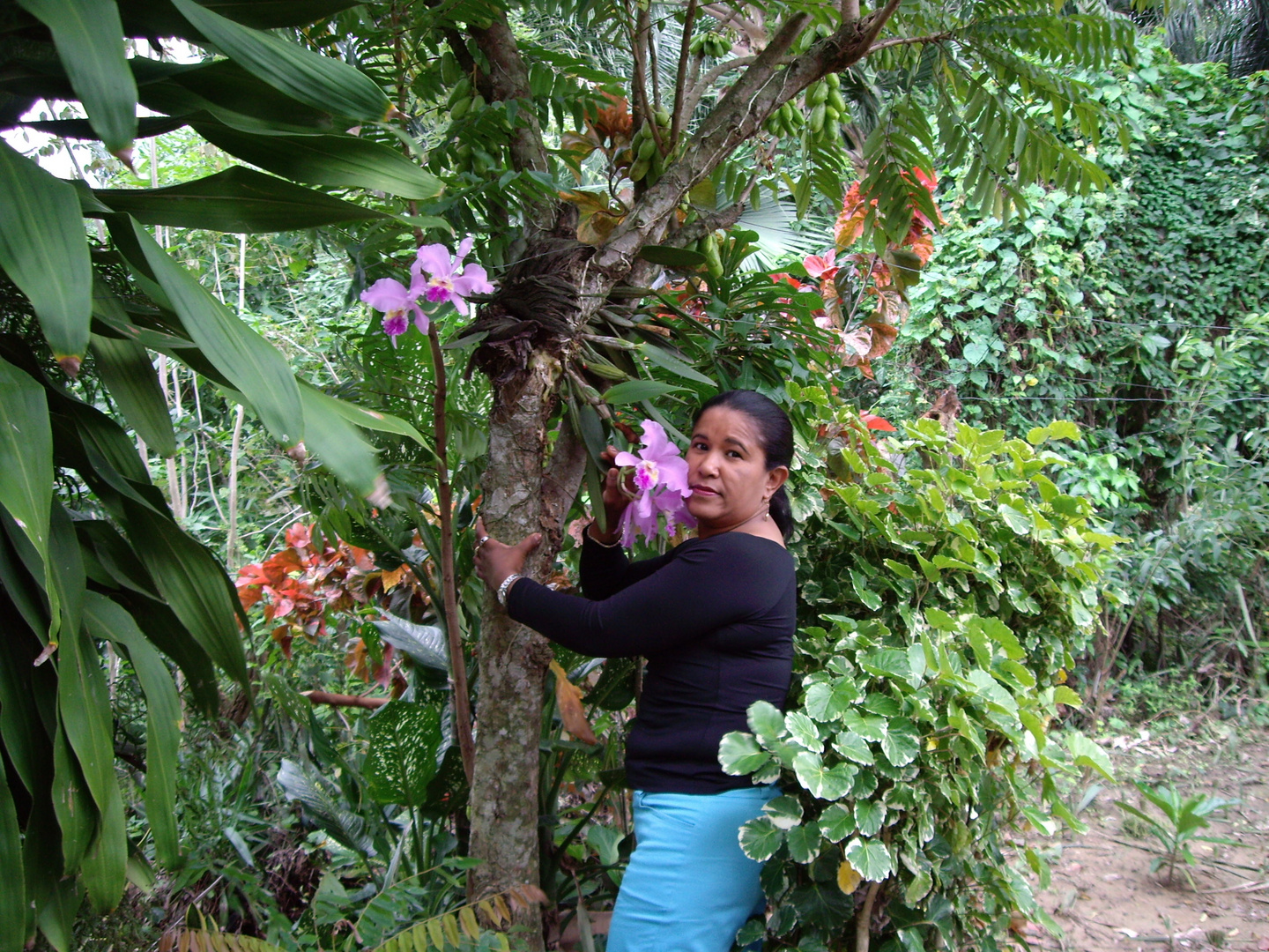 orchidee auf baum, nähe Mocca RD