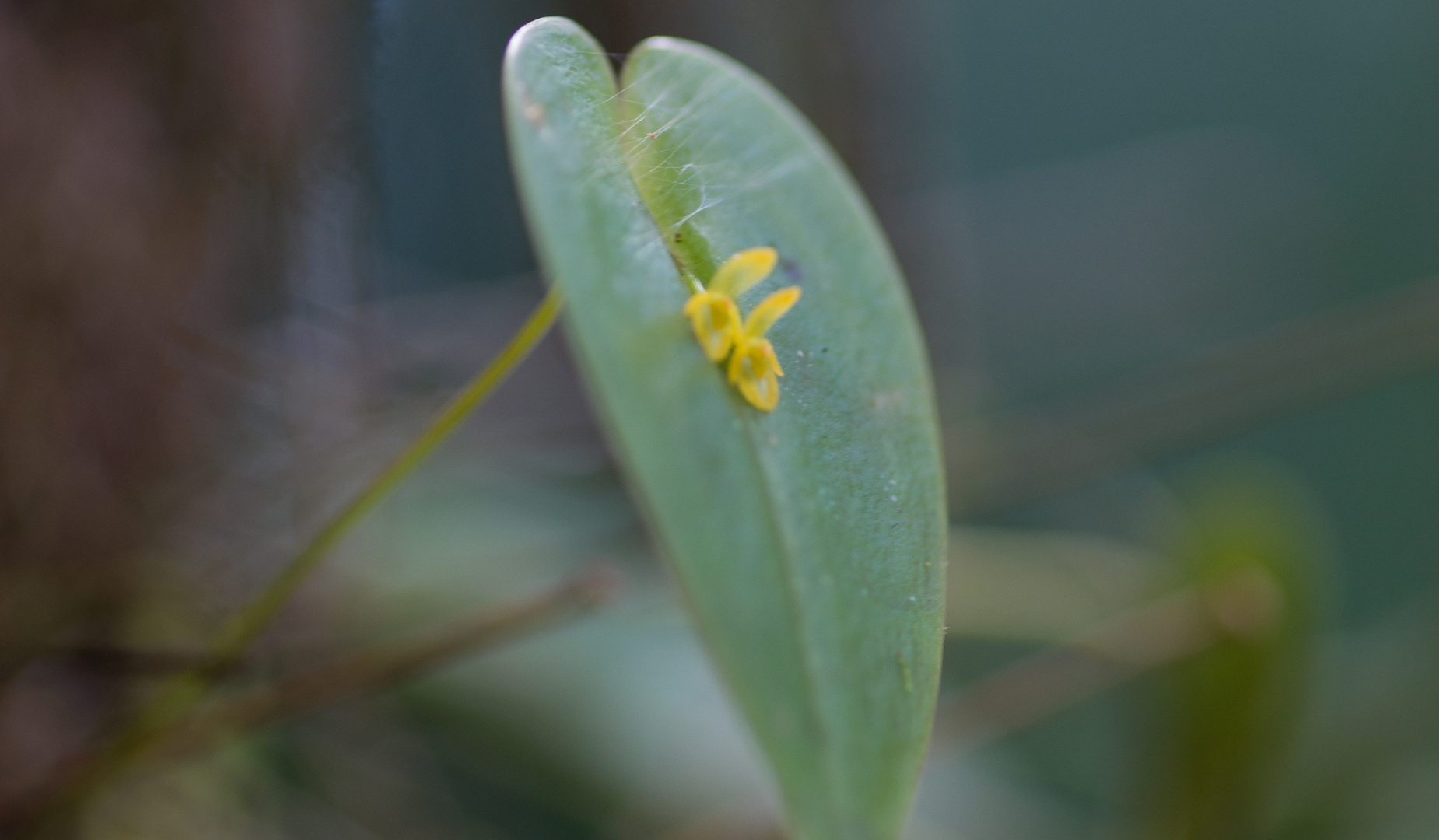 Orchidee auf Blatt