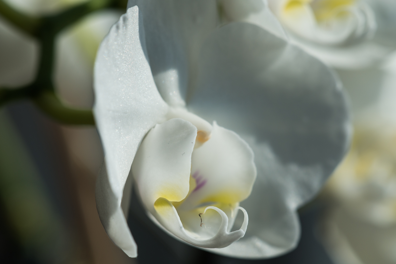 Orchidee auf der Fensterbank