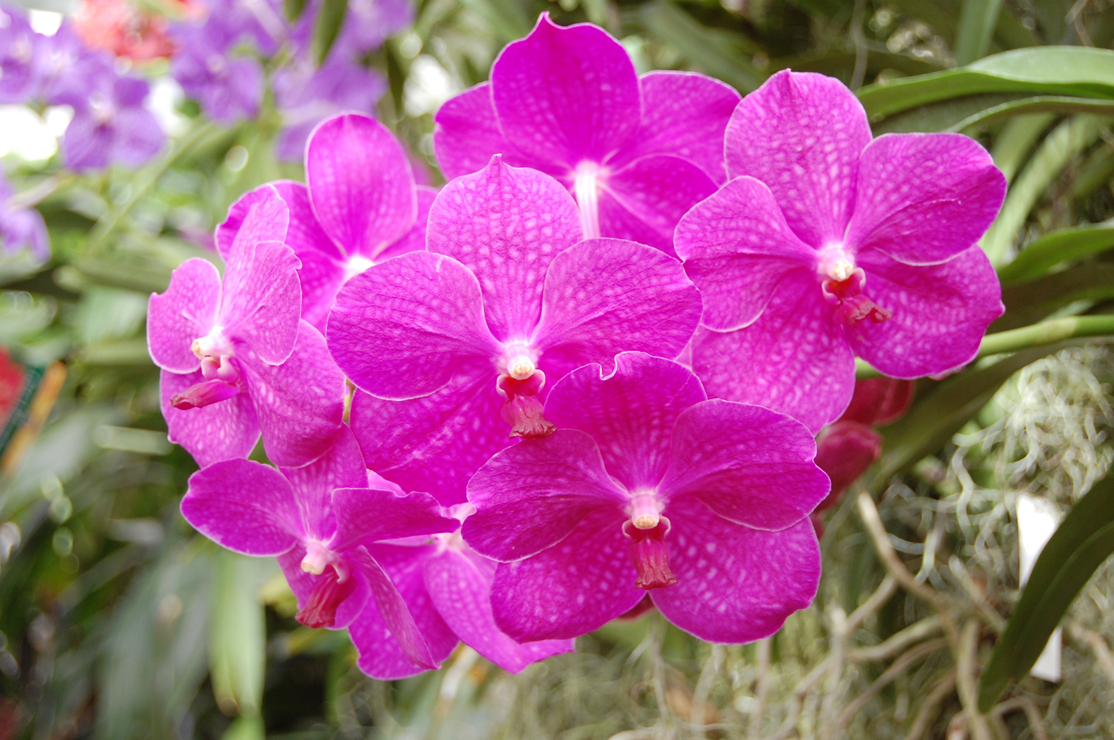 Orchidee auf der Mainau am Bodensee