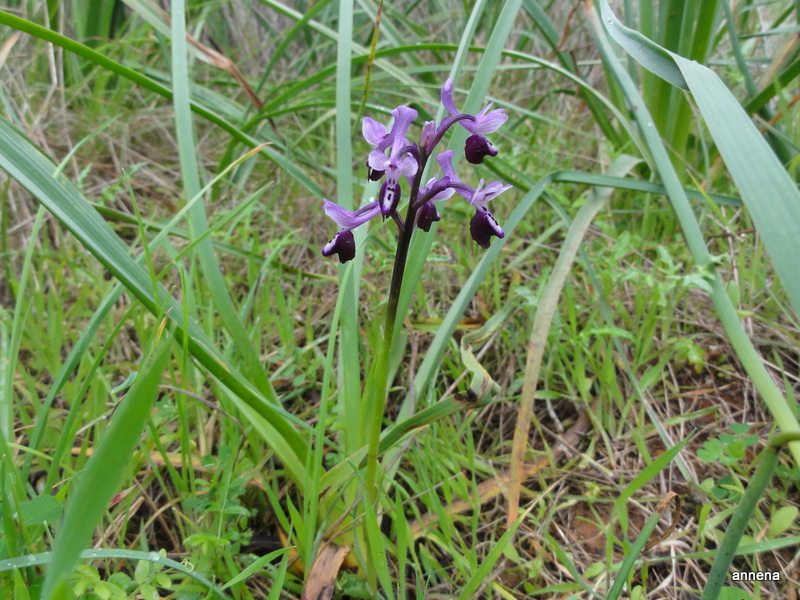 Orchidee auf Mallorca