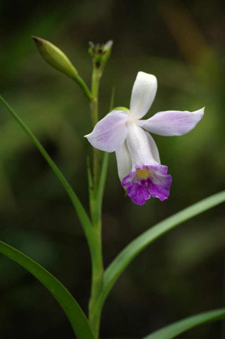 Orchidee auf Mauritius