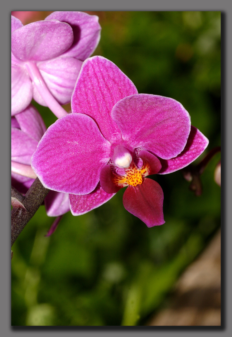 Orchidee auf meinem Fensterbrett