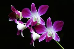 Orchidee auf schwarzem Grund