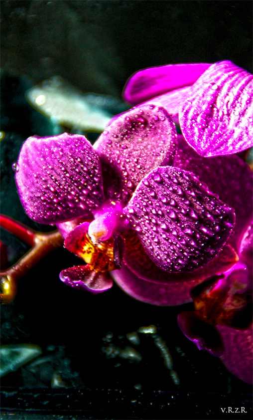 Orchidee auf schwarzen Eis