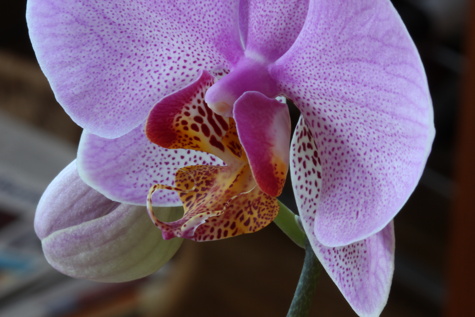 Orchidee aus anderer Perspektive