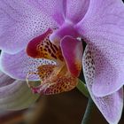 Orchidee aus anderer Perspektive