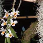 Orchidee aus Ausstellung