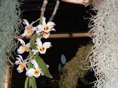 Orchidee aus Ausstellung