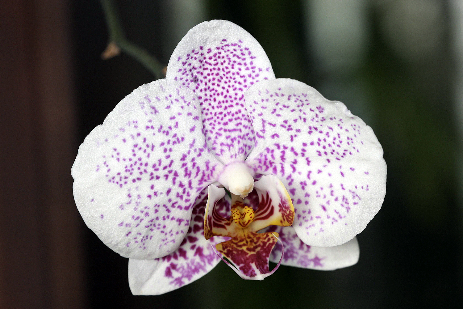 "Orchidee aus Costa Rica..."