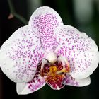 "Orchidee aus Costa Rica..."