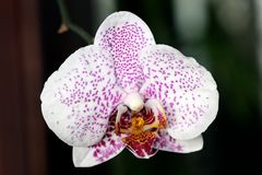 "Orchidee aus Costa Rica..."