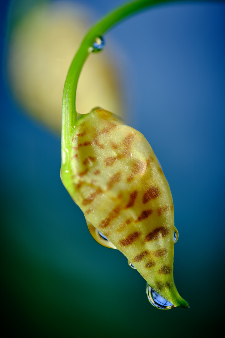 Orchidee aus dem Berggarten Hannover