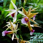 Orchidee aus dem botanischen Garten