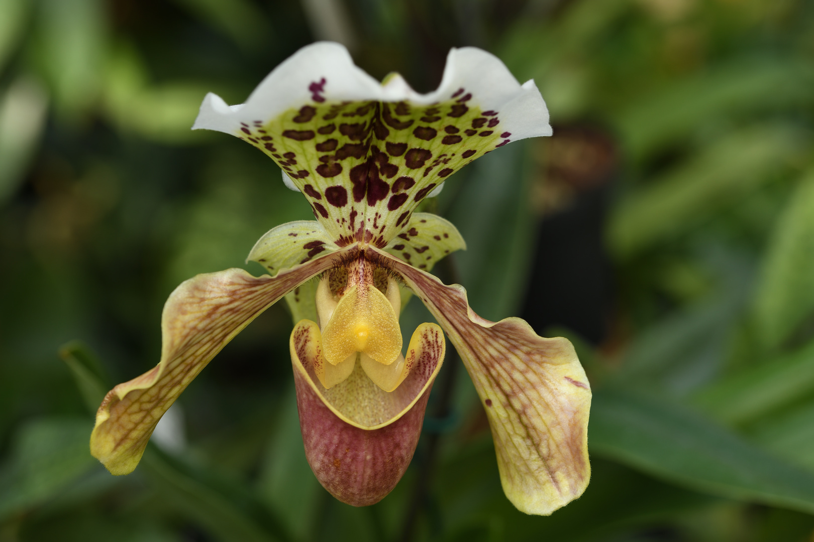 Orchidee aus dem Tropenhaus des Berggarten Hannover