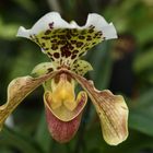 Orchidee aus dem Tropenhaus des Berggarten Hannover