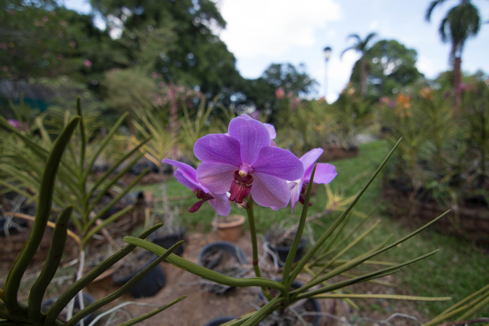 Orchidee aus Kuala Lumpur