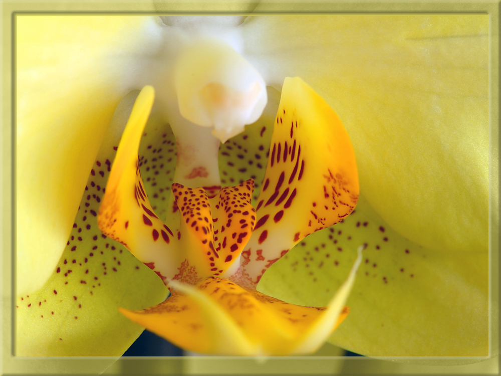 Orchidee - Ausschnitt