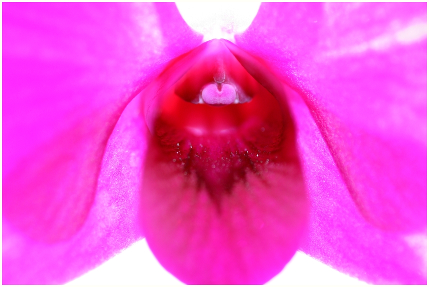 Orchidee B
