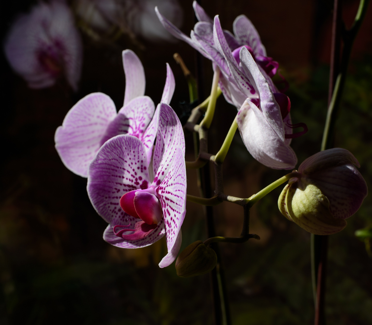 Orchidee