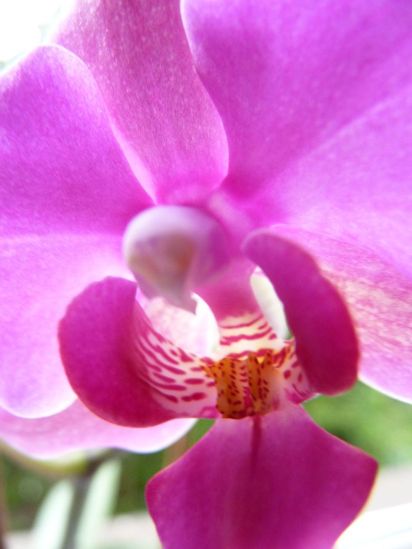 Orchidee