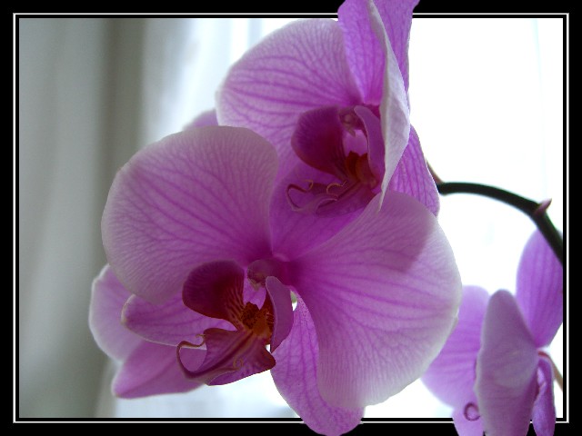 Orchidee