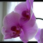 Orchidee