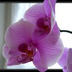 Orchidee