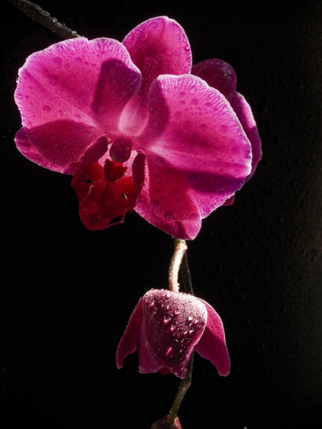 Orchidee