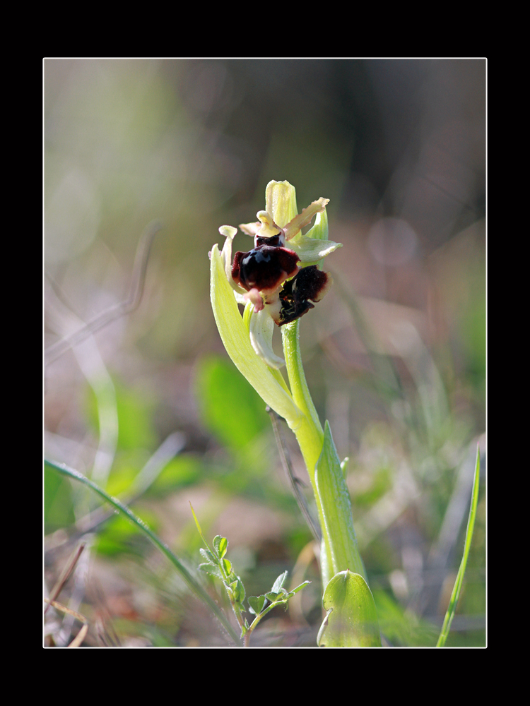 Orchidée...